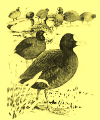 Logo Dorpsblad De Meerkoet